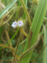Calopogonium mucunoides