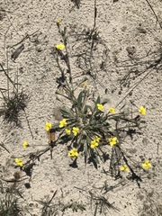 Goodenia robusta