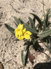 Goodenia robusta