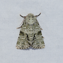 Acronicta psorallina