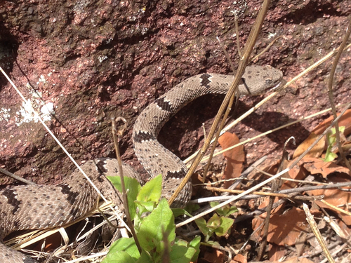 Photo of a Rock Rattlesnake (Crotalus lepidus)