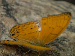 Cirrochroa tyche mithila