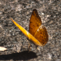 Cirrochroa tyche mithila