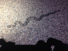 Crotalus lepidus klauberi