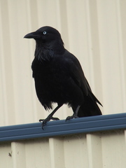 Corvus coronoides perplexus