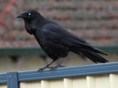 Corvus coronoides perplexus