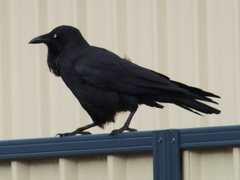 Corvus coronoides perplexus