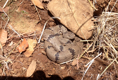 Crotalus lepidus klauberi