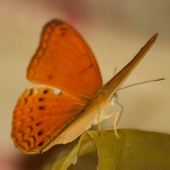 Cirrochroa tyche mithila