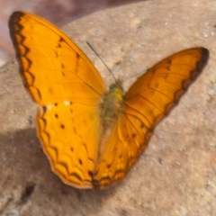Cirrochroa tyche mithila