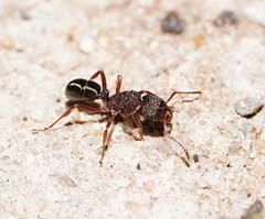 Rhytidoponera tasmaniensis