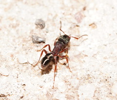 Rhytidoponera tasmaniensis