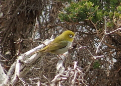Zosterops lateralis chloronotus