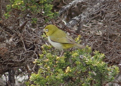 Zosterops lateralis chloronotus