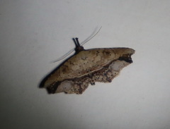 Philogethes metableta