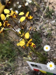 Diuris decrementa