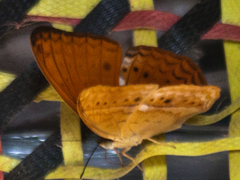 Cirrochroa tyche mithila