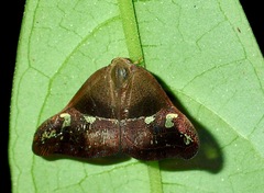 Pochazia sinuata