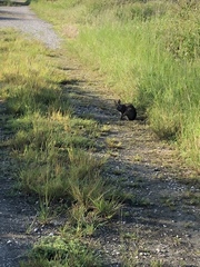 Sylvilagus palustris