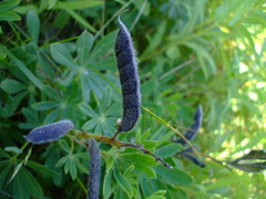 Lupinus perennis
