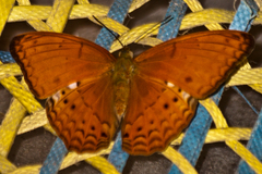 Cirrochroa tyche mithila