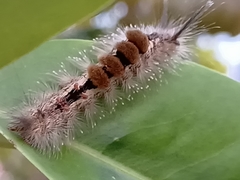 Dasychira chekiangensis