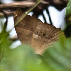 Cirrochroa tyche mithila