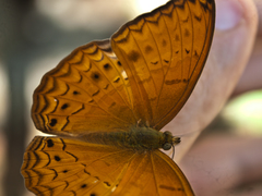 Cirrochroa tyche mithila