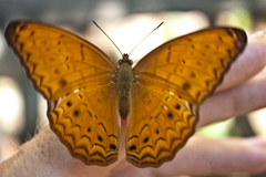 Cirrochroa tyche mithila