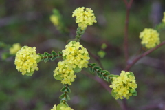 Pimelea flava flava