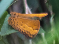 Cirrochroa tyche mithila