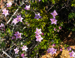 Boronia scabra