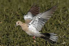 Streptopelia decaocto