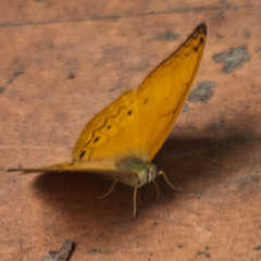 Cirrochroa tyche mithila