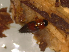 Tachyporus dispar