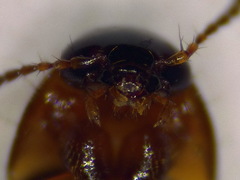 Tachyporus dispar