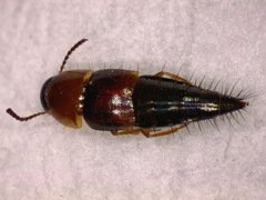 Tachyporus dispar