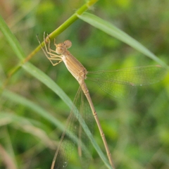 Lestes concinnus