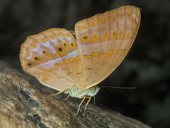 Cirrochroa tyche mithila