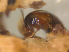 Tachyporus dispar
