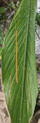 Baculomia siamensis