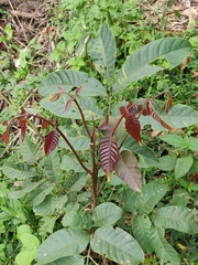 Aphanamixis polystachya