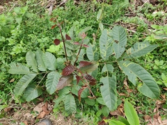 Aphanamixis polystachya