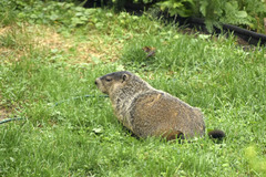 Marmota monax