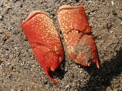 Nephropoidea
