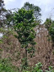 Vateria indica