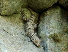 Mediodactylus heterocercus