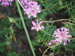 Pimelea preissii