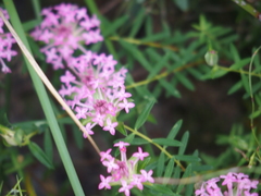 Pimelea preissii