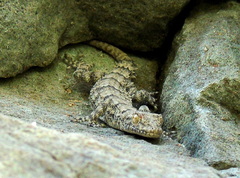 Mediodactylus heterocercus